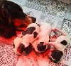  - Naissance des chiots de LEDZEP