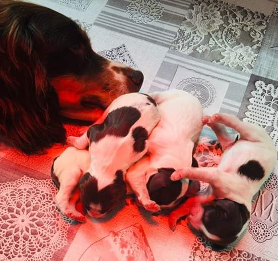 Naissance des chiots de LEDZEP