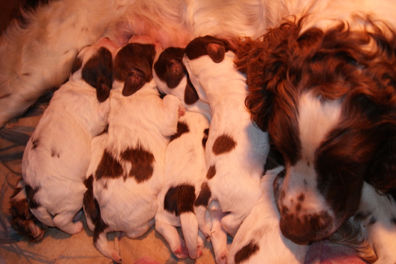 chiots