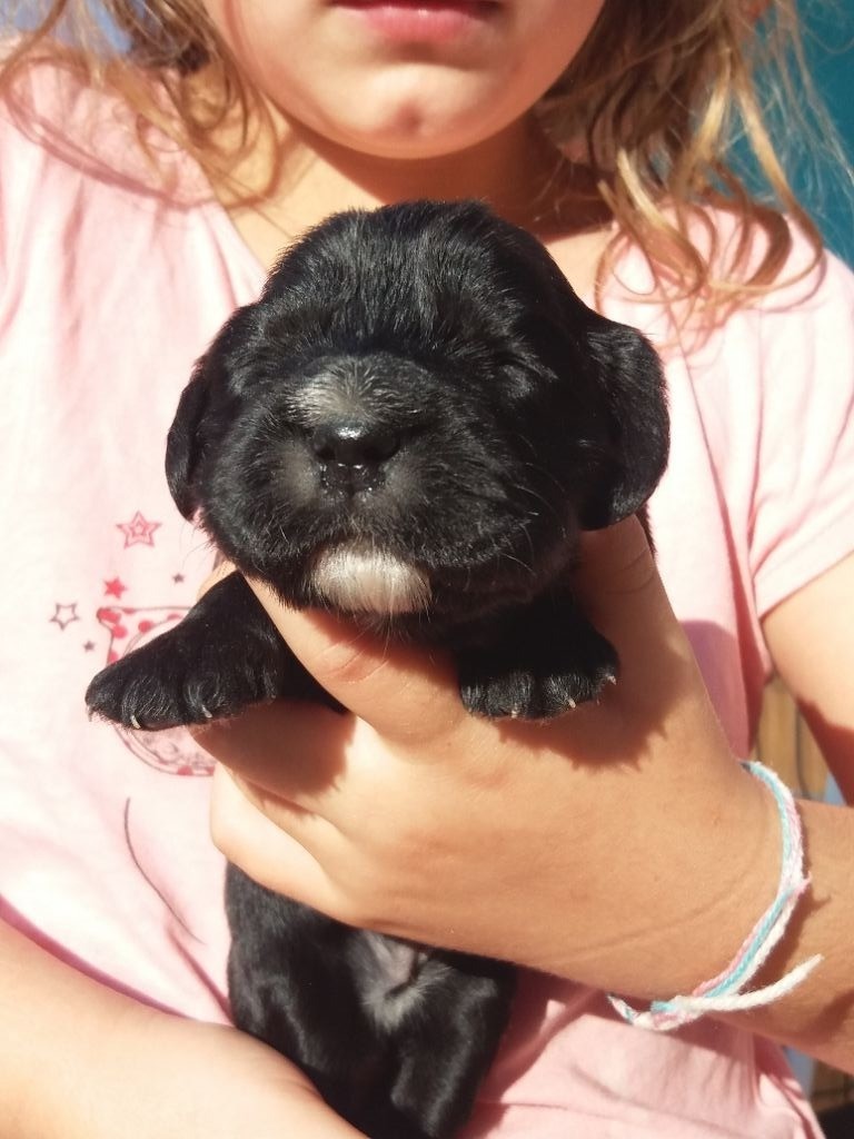 De La Lys Romane - Cocker Spaniel Anglais - Portée née le 24/07/2018