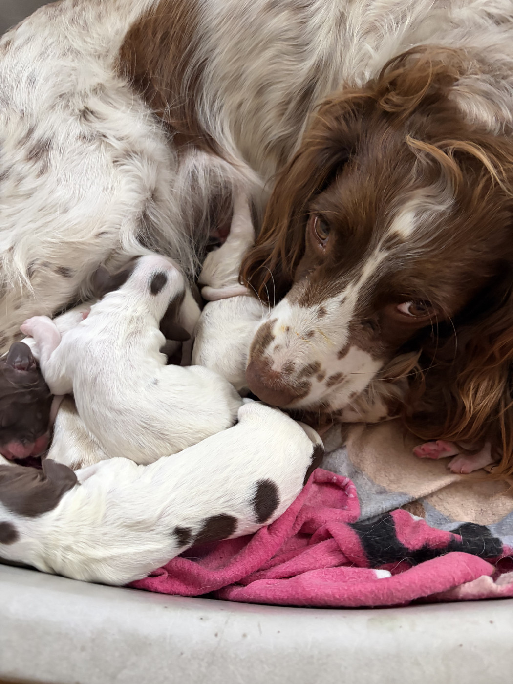 Chiot English Springer Spaniel De La Lys Romane