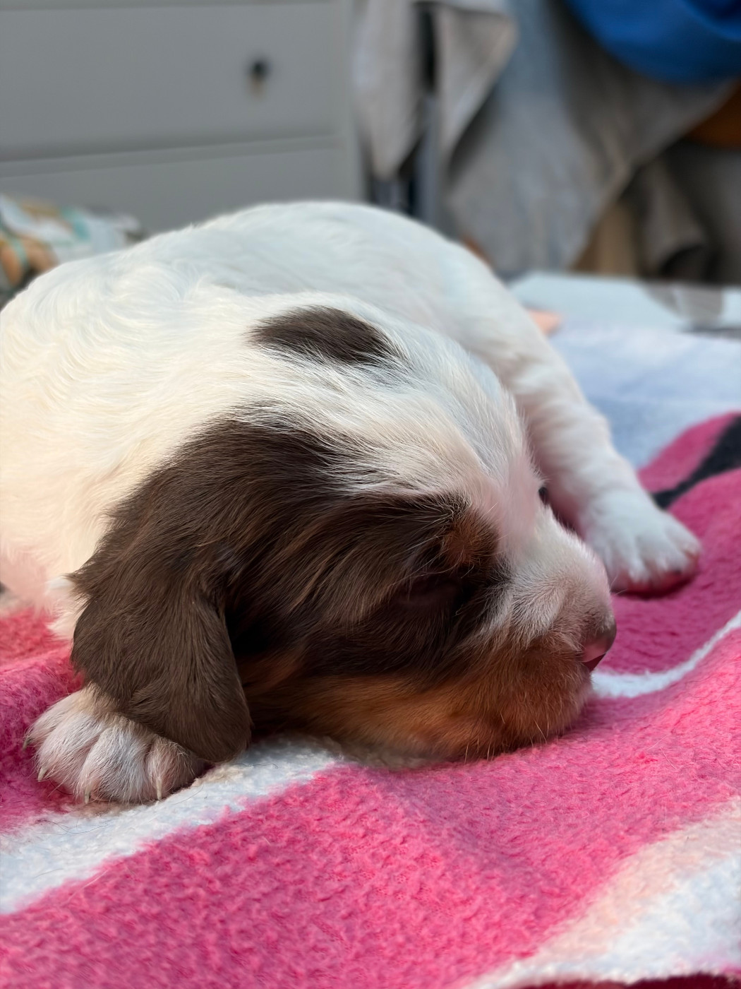 De La Lys Romane - Chiots disponibles - English Springer Spaniel