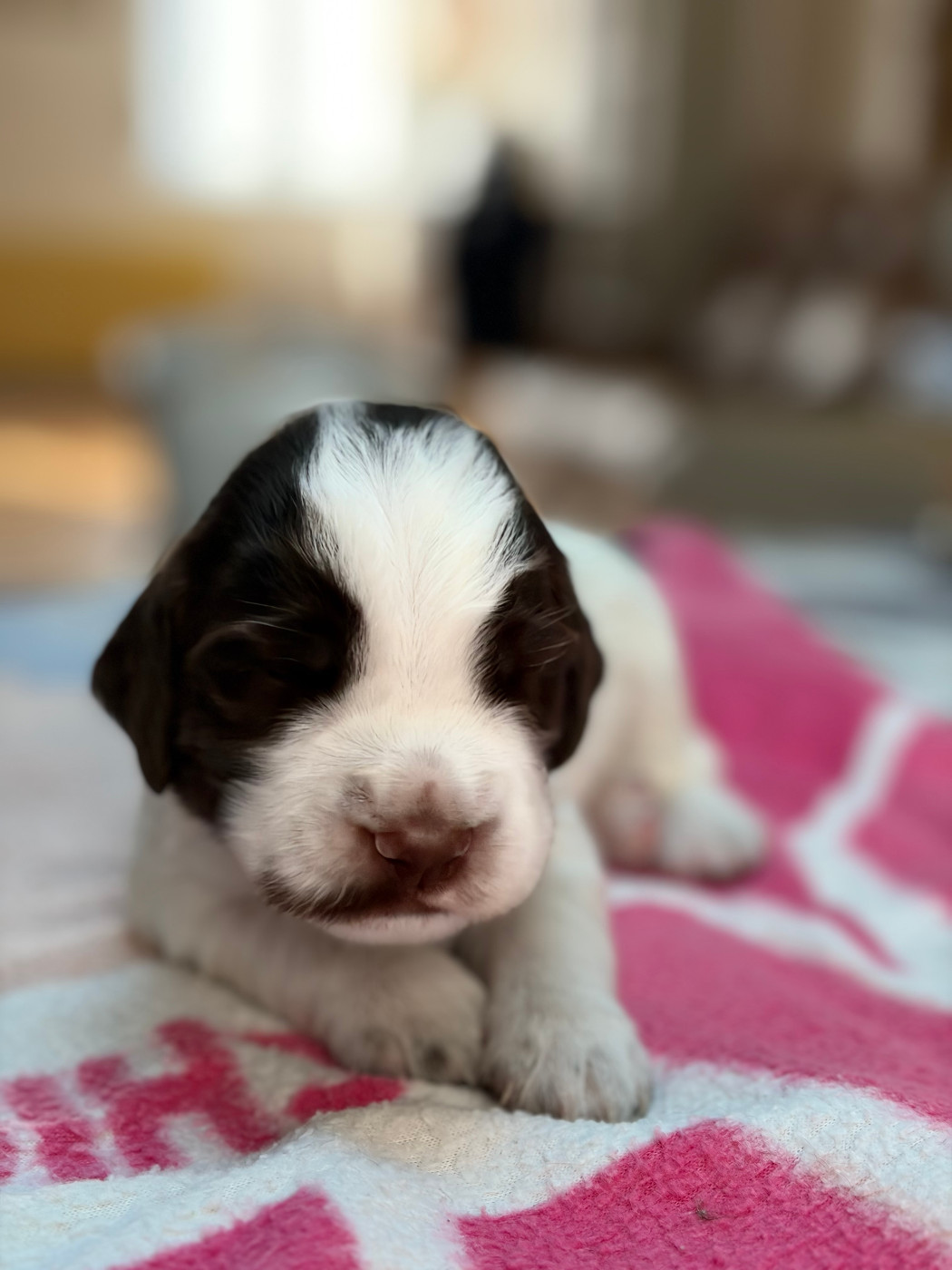 De La Lys Romane - Chiots disponibles - English Springer Spaniel