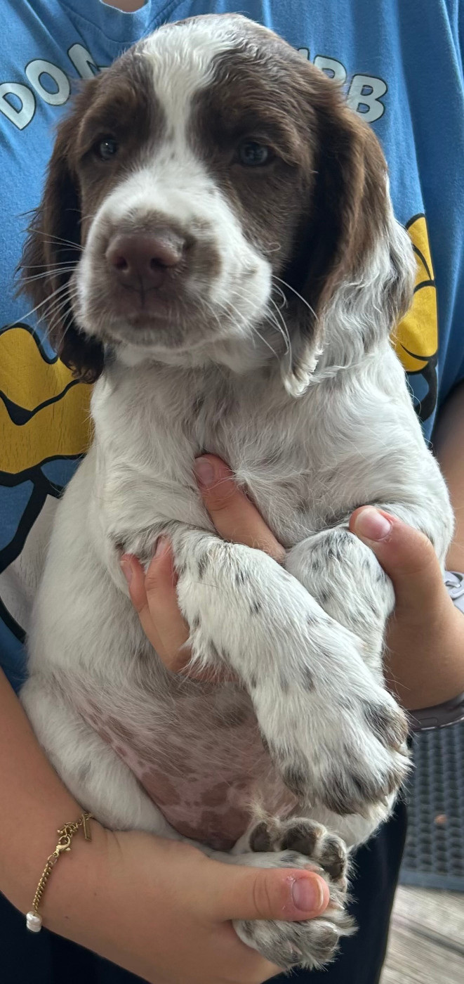 De La Lys Romane - Chiots disponibles - English Springer Spaniel