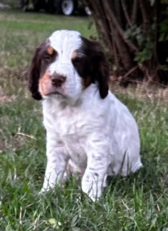 De La Lys Romane - Chiots disponibles - English Springer Spaniel