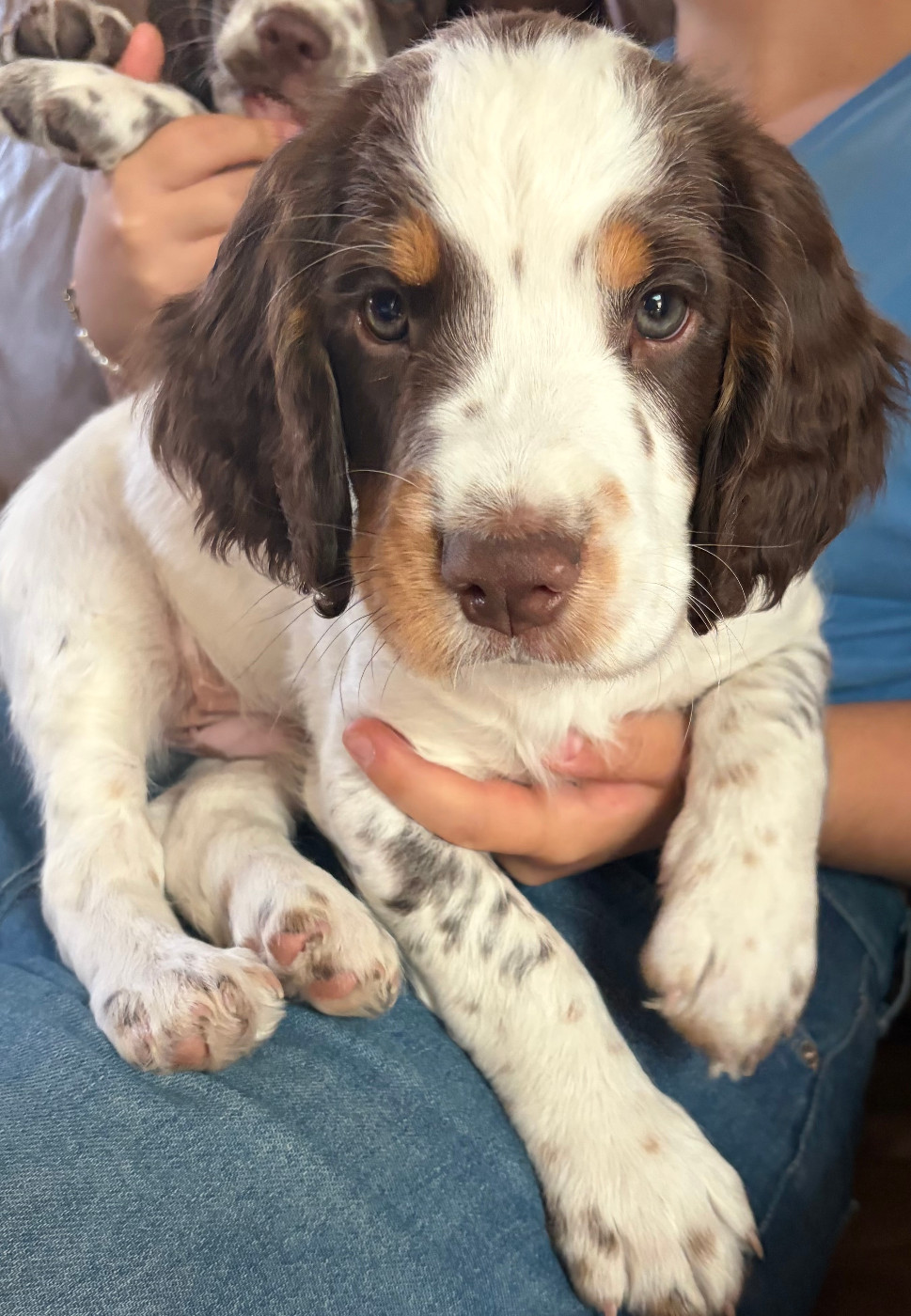 De La Lys Romane - Chiots disponibles - English Springer Spaniel