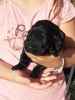 CHIOT