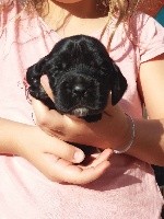CHIOT