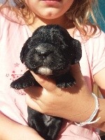 CHIOT
