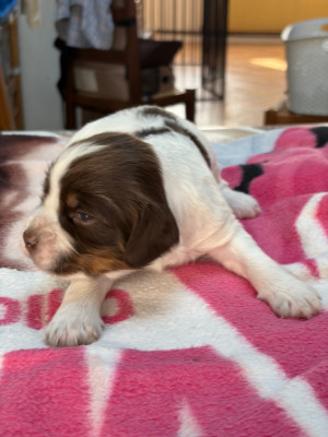 Chiot N°3