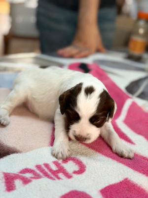 Chiot N°4