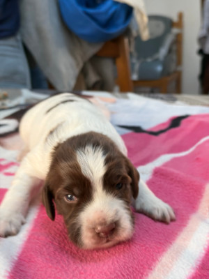 Balou