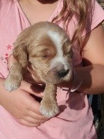 CHIOT