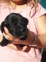CHIOT